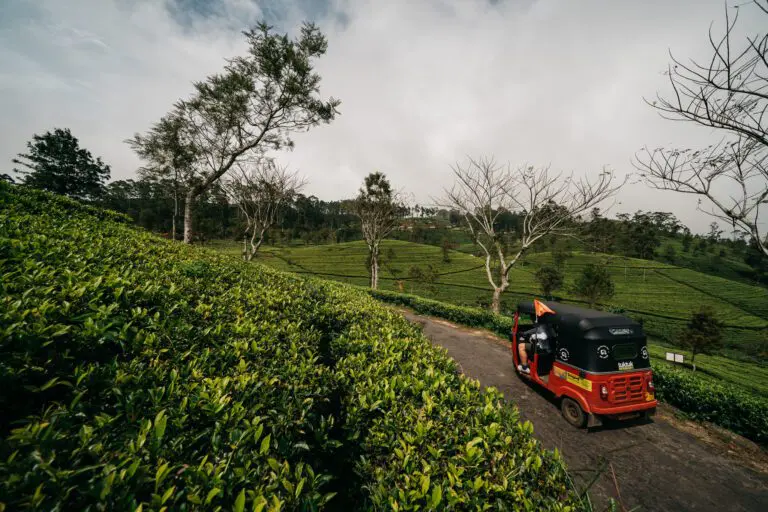 Découvrir le Sri Lanka en tuktuk, en parcourant les routes verdoyantes à bord de ce moyen de transport typique.