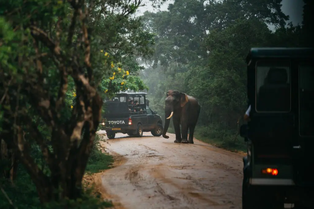 safari au Sri Lanka, éléphants