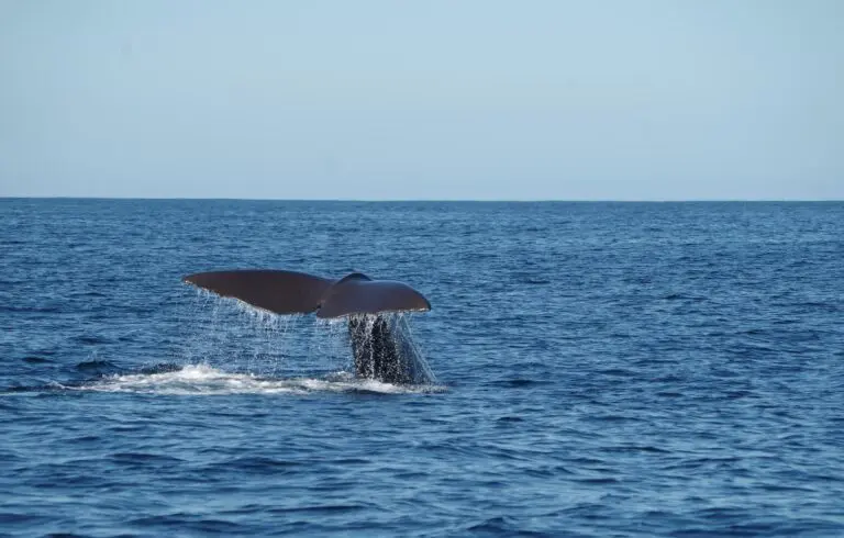 Des baleines dans la mer au Sri Lanka.