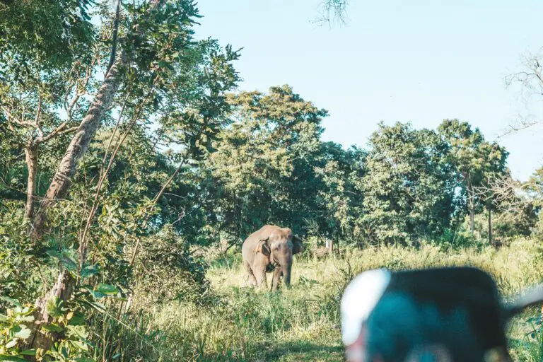 Éléphants sauvages du Sri Lanka