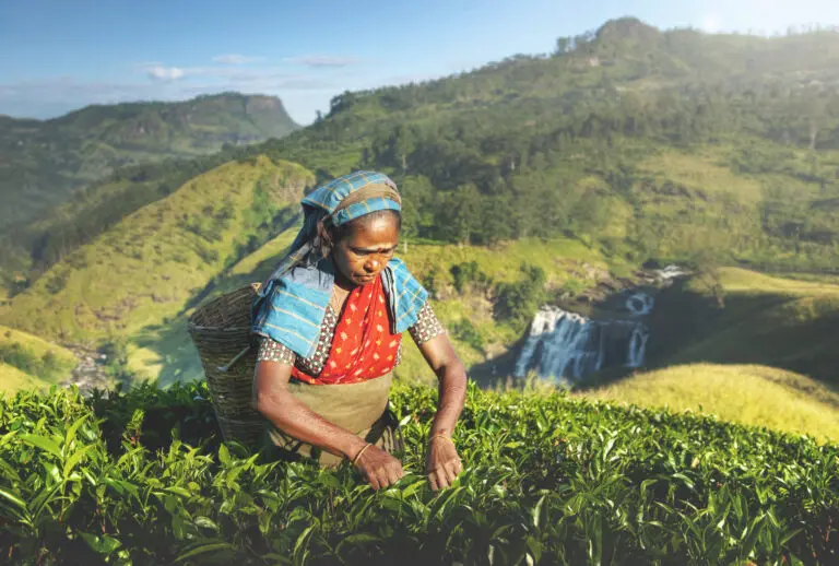 Cueilleur de thé au Sri Lanka, plantations au Sri Lanka