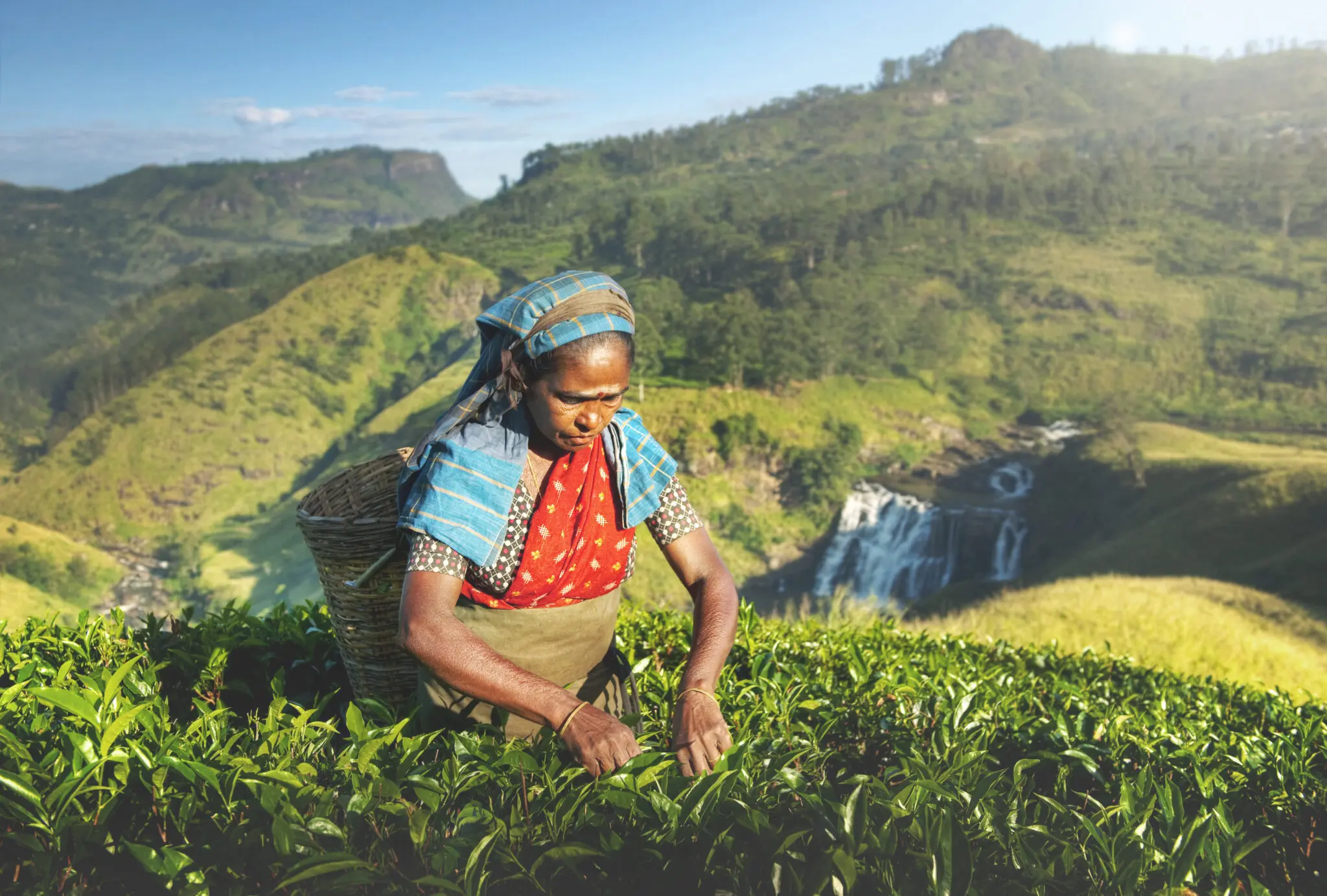Cueilleur de thé au Sri Lanka, plantations au Sri Lanka