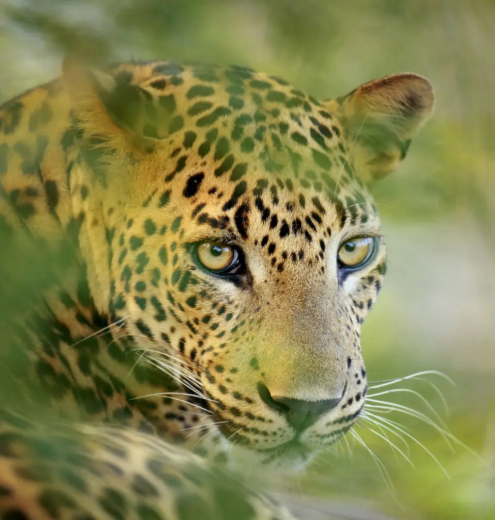 léopard au Sri Lanka