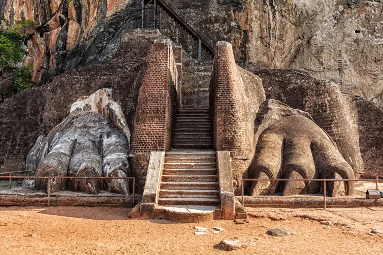 Leeuwenrots, patte de lion, Sri Lanka.