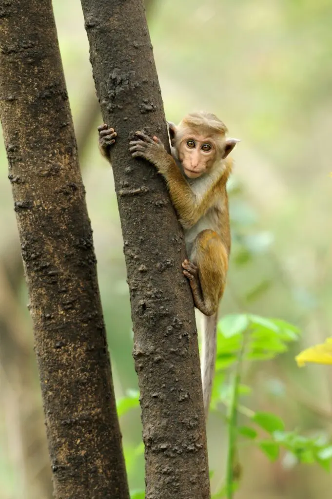 Singes au Sri Lanka, nature au Sri Lanka