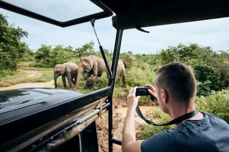 Éléphants sauvages du Sri Lanka