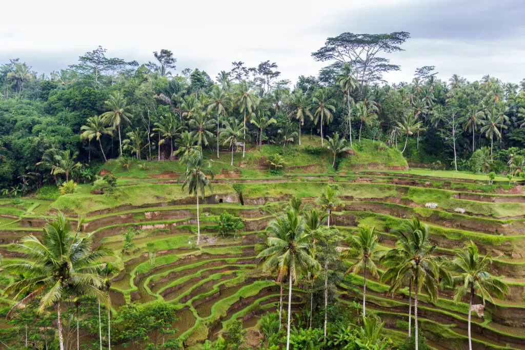 plantation de riz, plantation de thé, nature du Sri Lanka, plantations du Sri Lanka