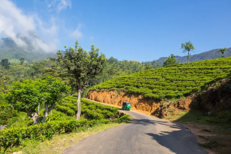 De route van Kandy naar Nuwara Eliya is groen en perfect om per tuktuk te verkennen in Sri Lanka!