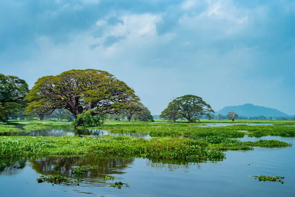 Le lac de Tissa Wewa au Sri Lanka.