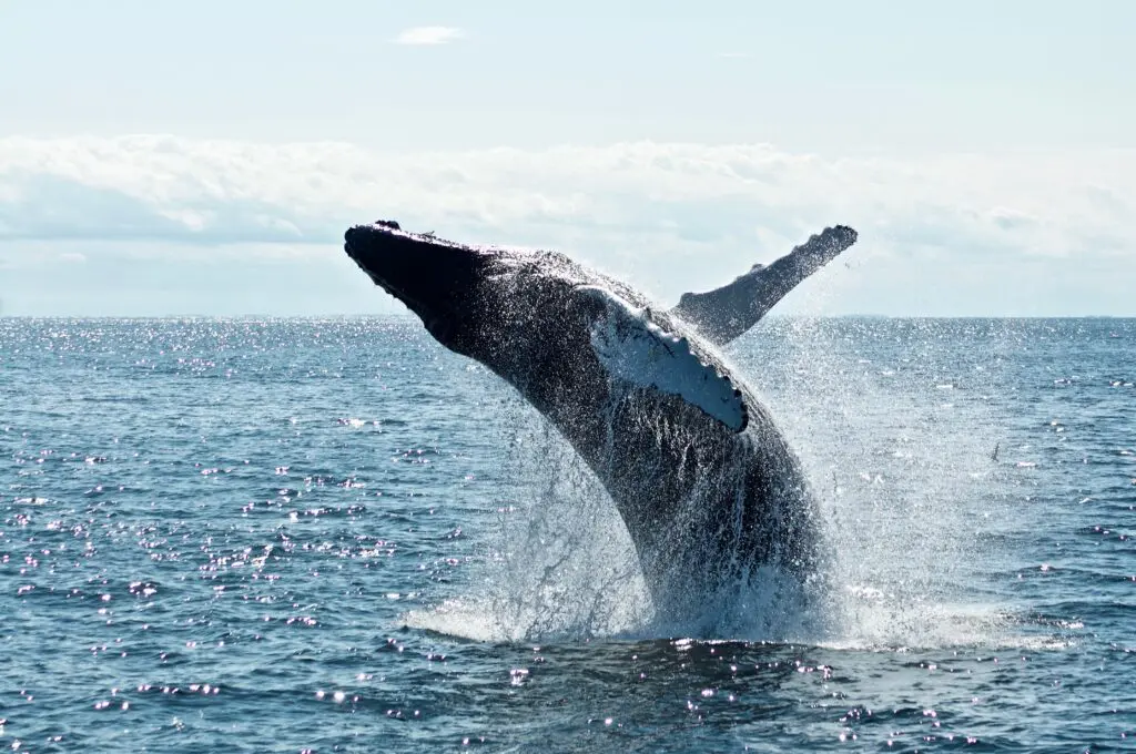 Des baleines dans la mer au Sri Lanka.
