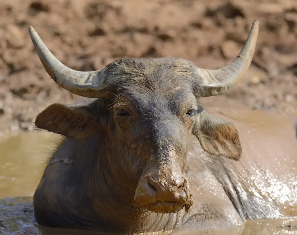 buffle d'eau, Sri Lanka, parc national de Yala