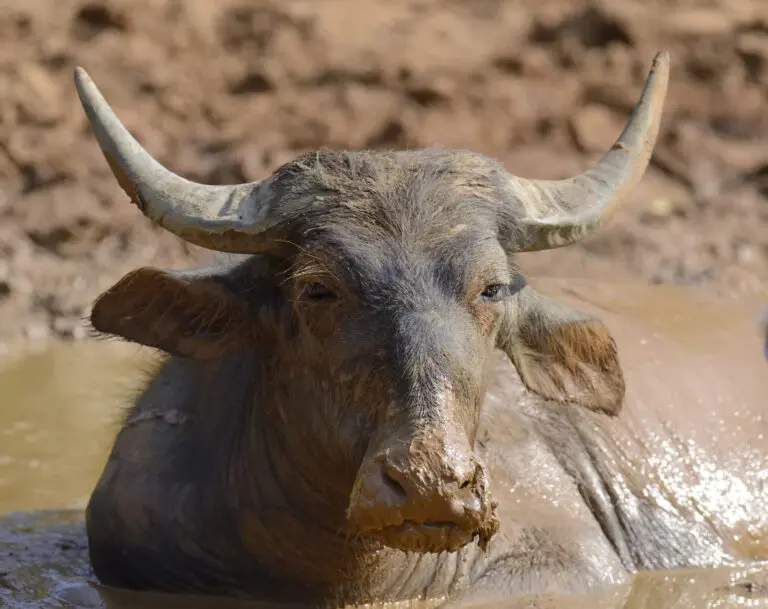 buffle d'eau, Sri Lanka, parc national de Yala