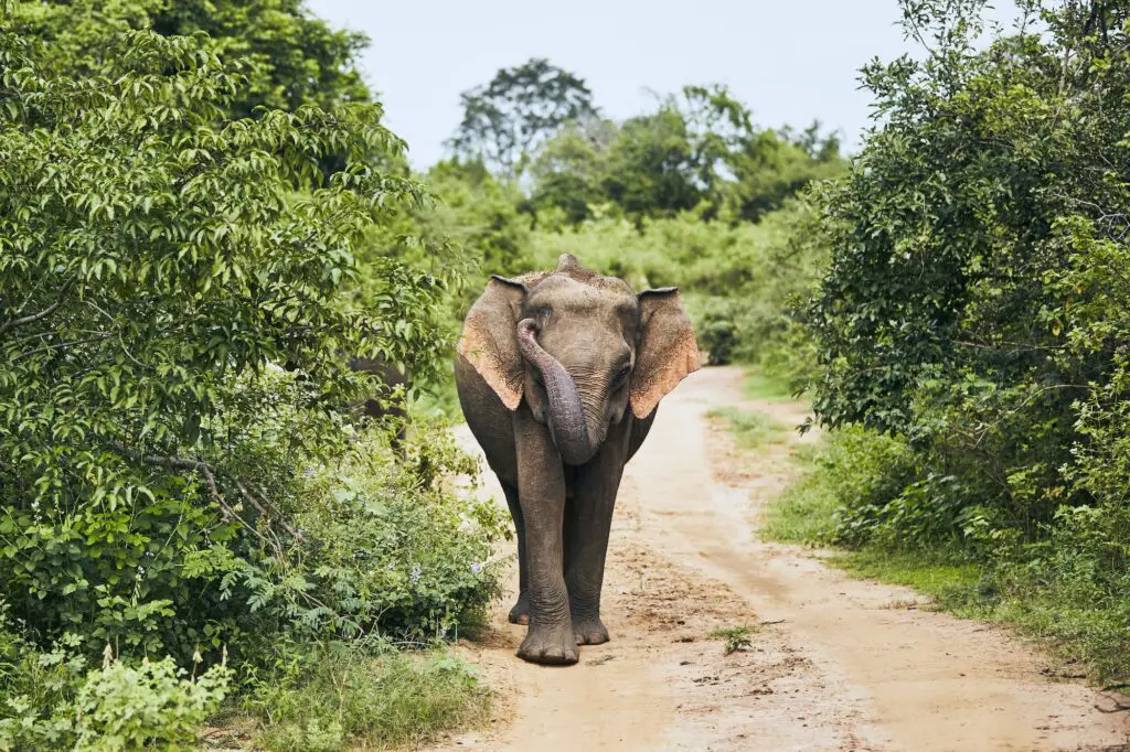 Éléphants sauvages du Sri Lanka