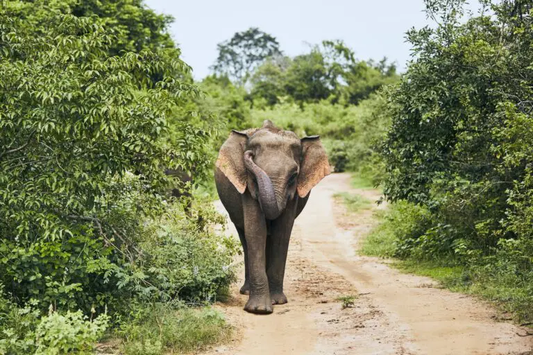 Éléphants sauvages du Sri Lanka