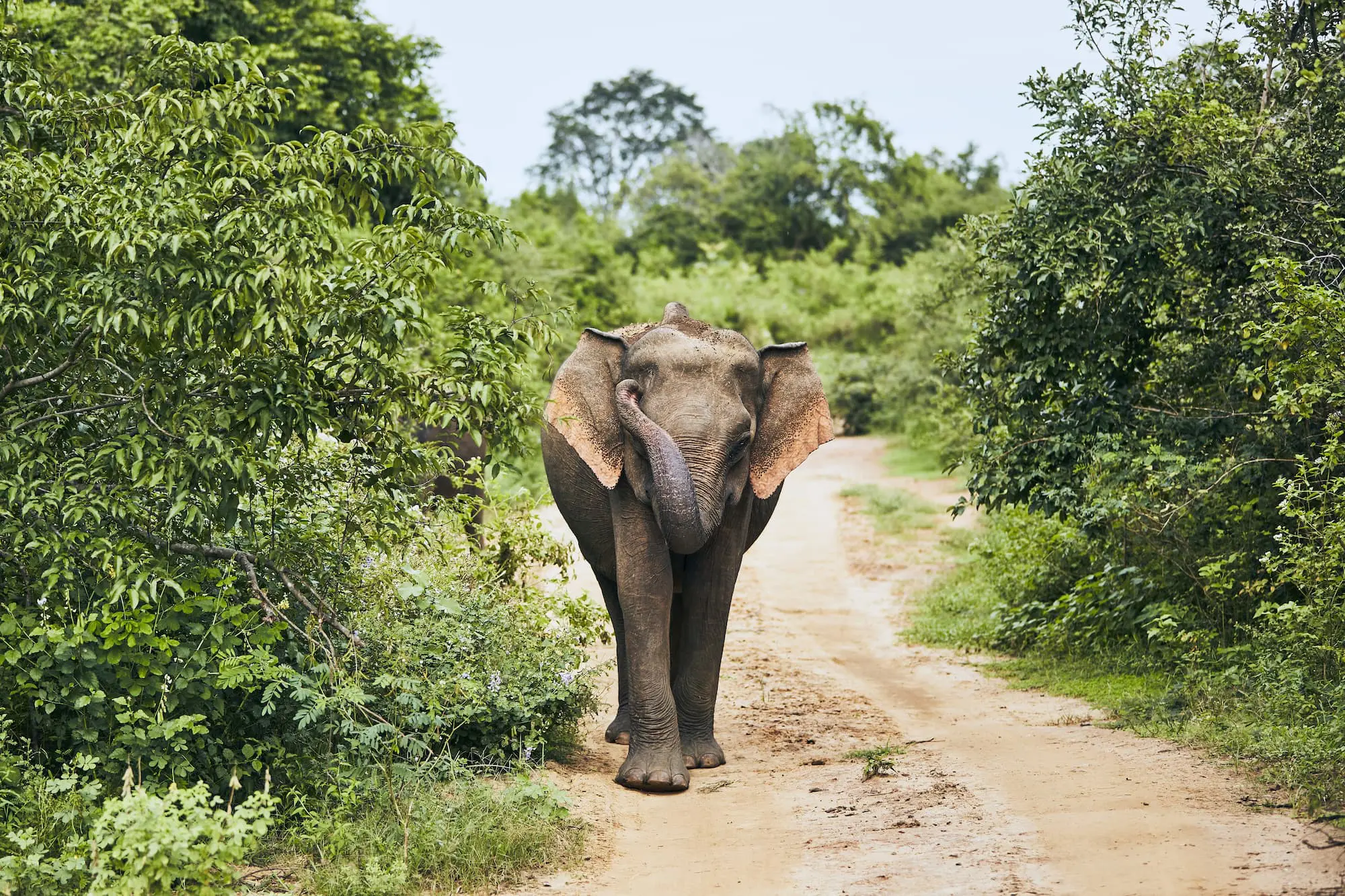 Éléphants sauvages du Sri Lanka