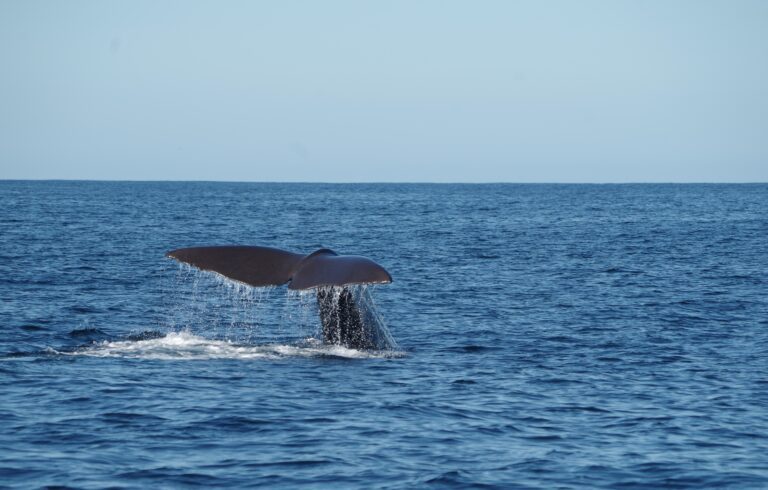 walvissen in de zee in sri lanka