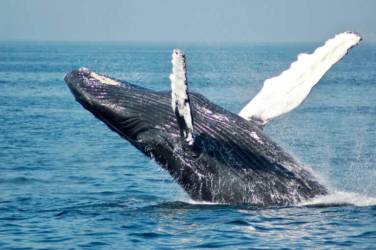 walvissen in de zee in sri lanka